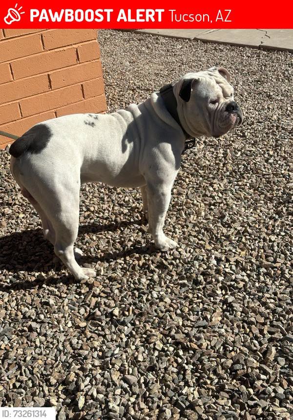 Found Dog in Tucson