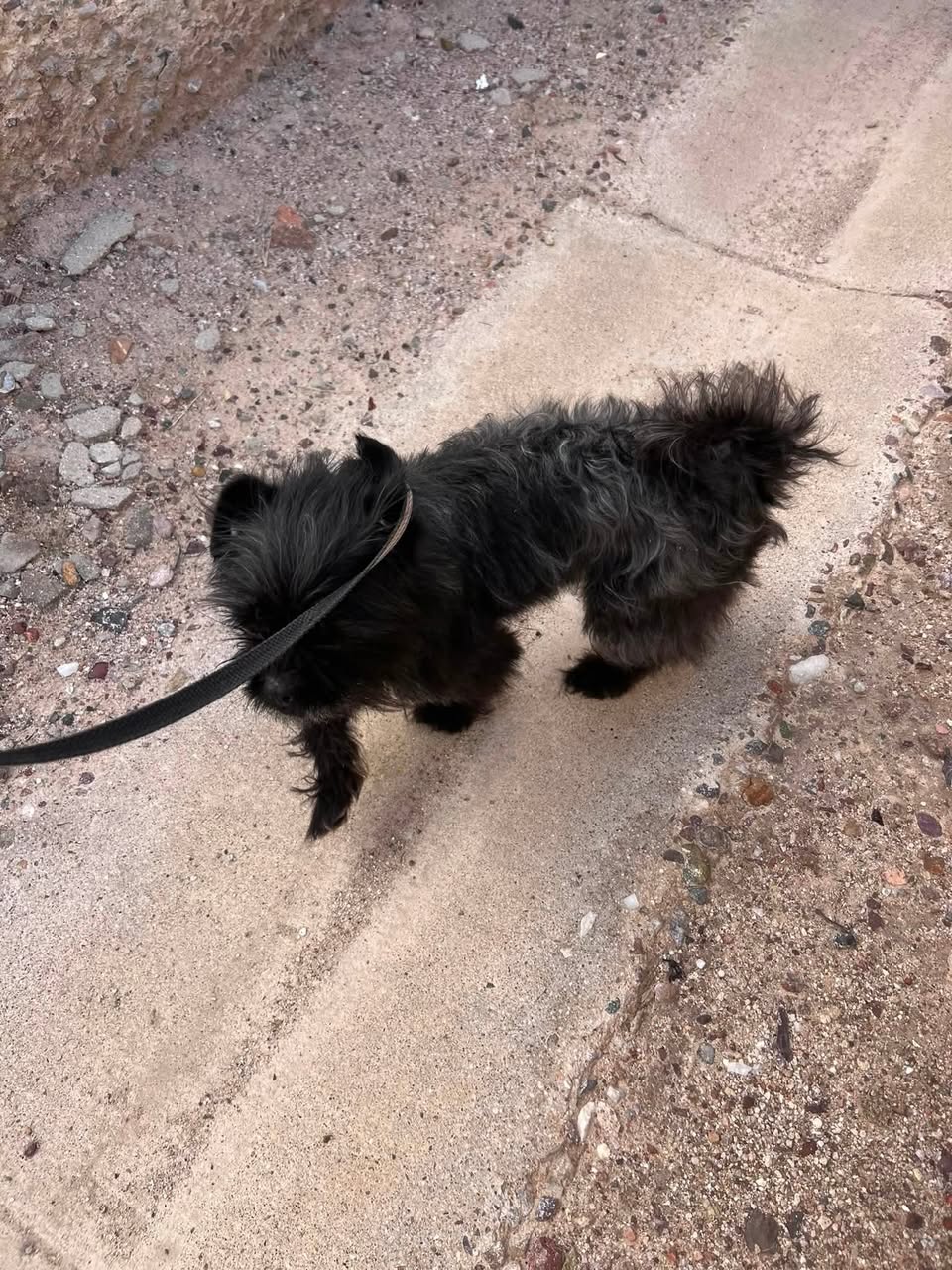Found Dog in Tucson