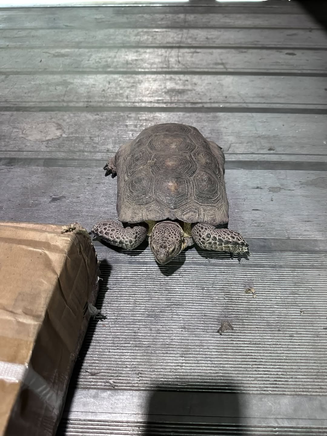 Found tortoise