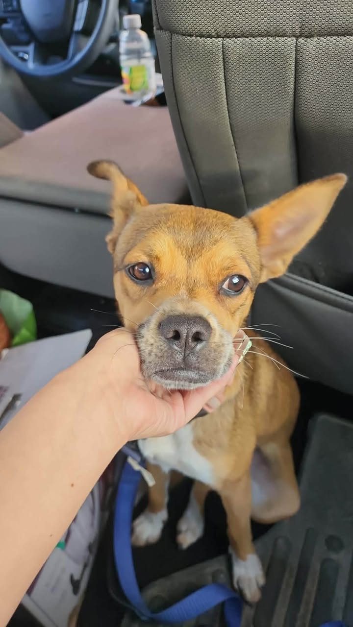 Lost dog