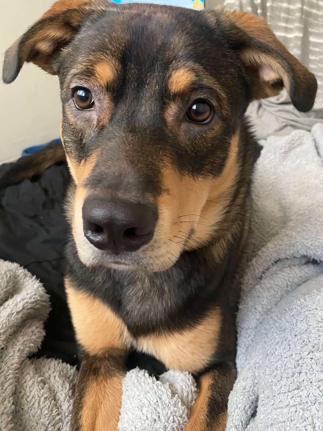 Lost Dog in Kennedy Park