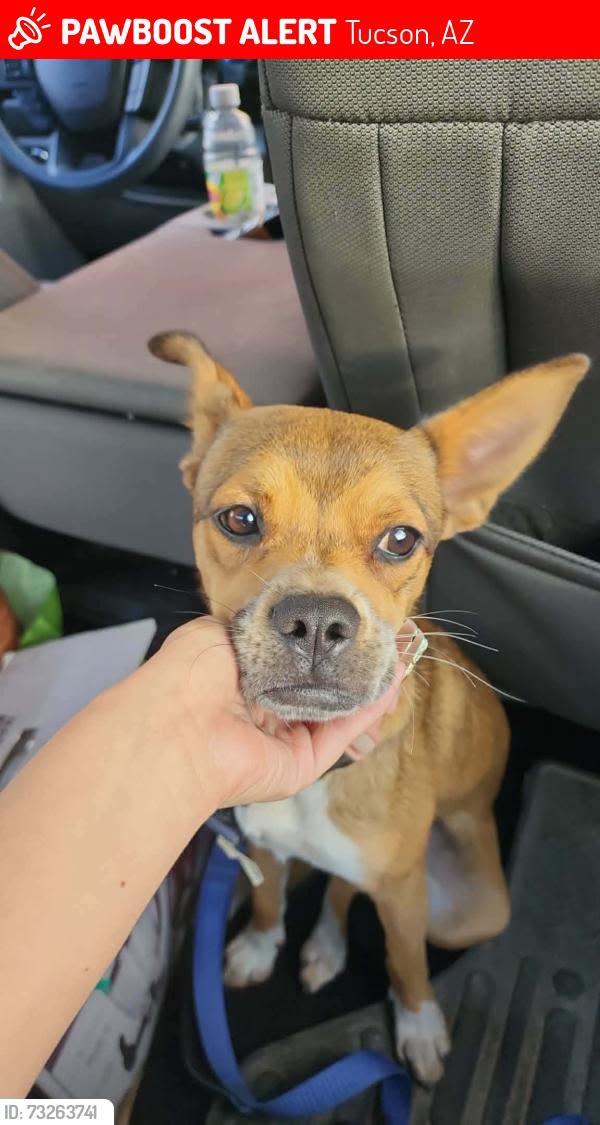 Found Dog in Tucson