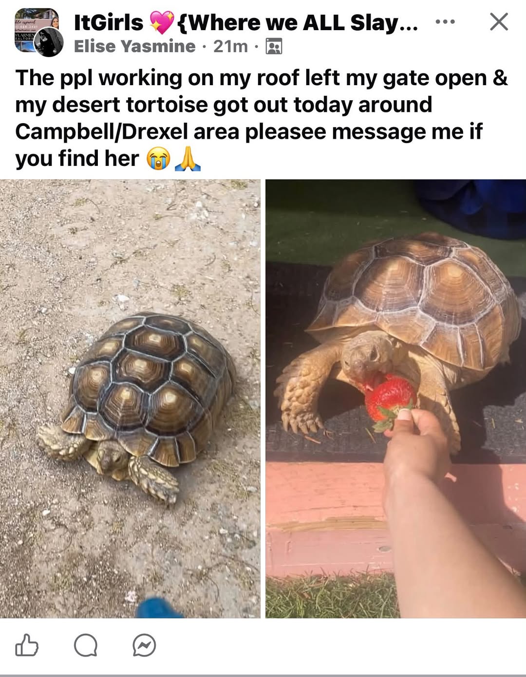 Lost Tortoise in Tucson