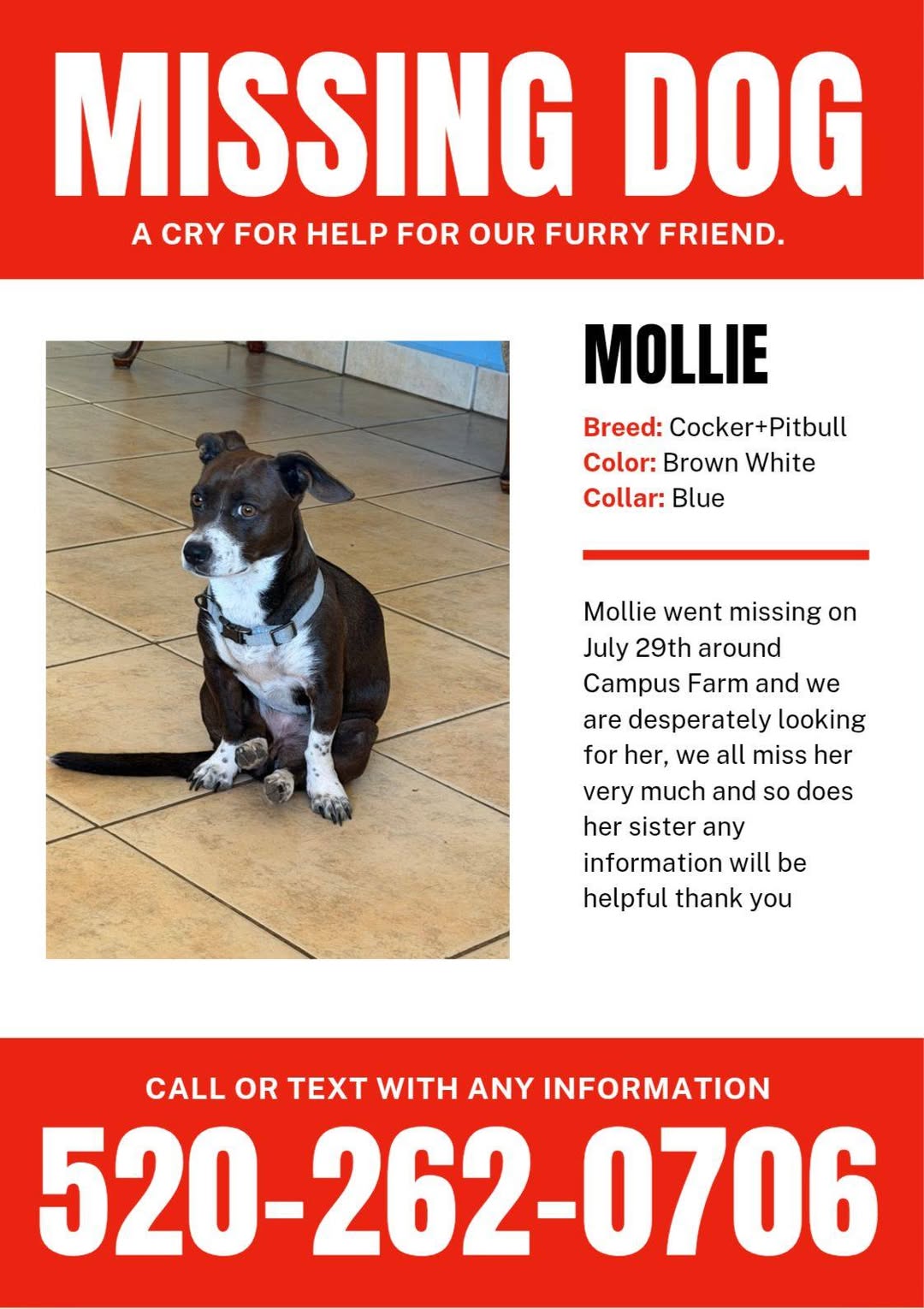 Lost Dog in Campus Farm