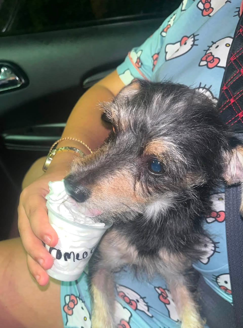 Lost Dog in Tucson