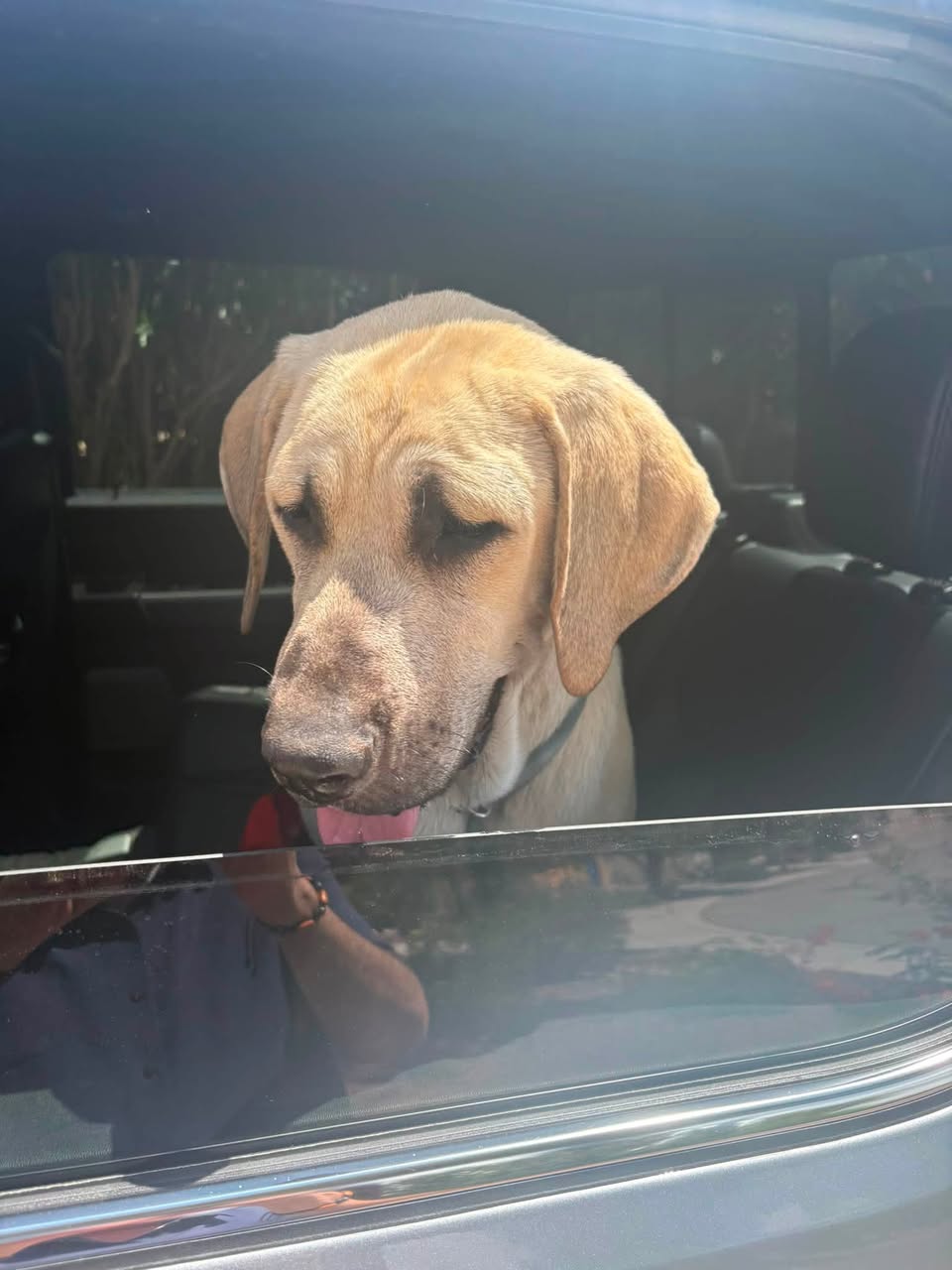 Found Dog in Rio Rico