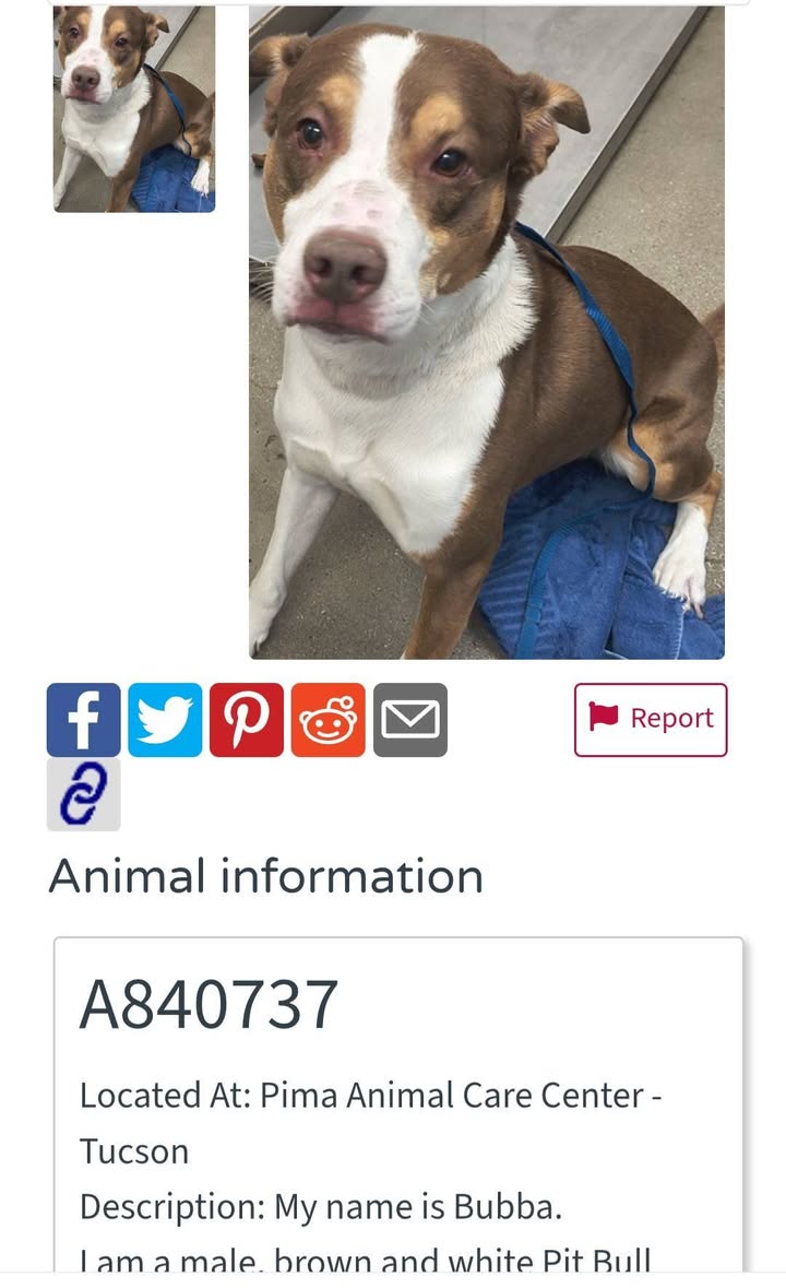 Found dog