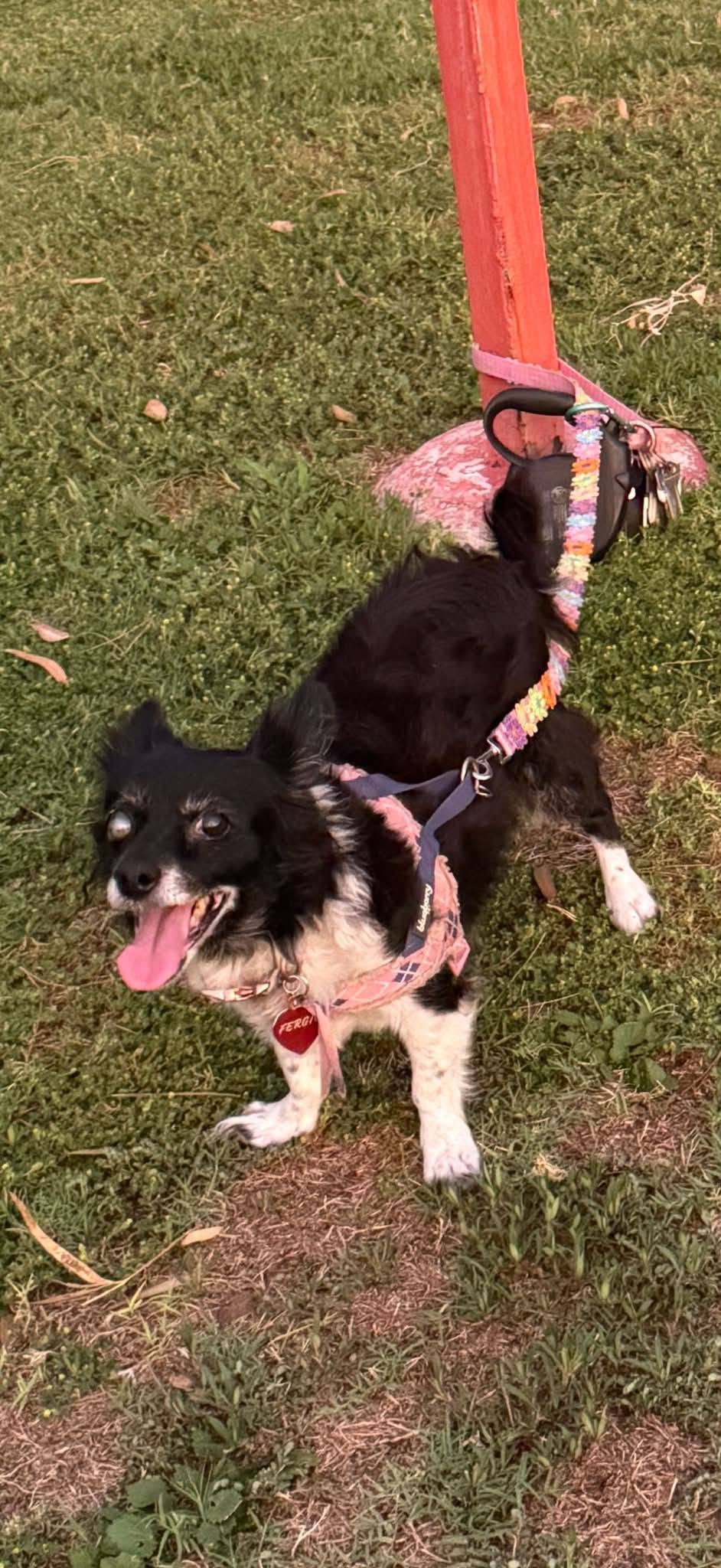 Lost Dog in Tucson