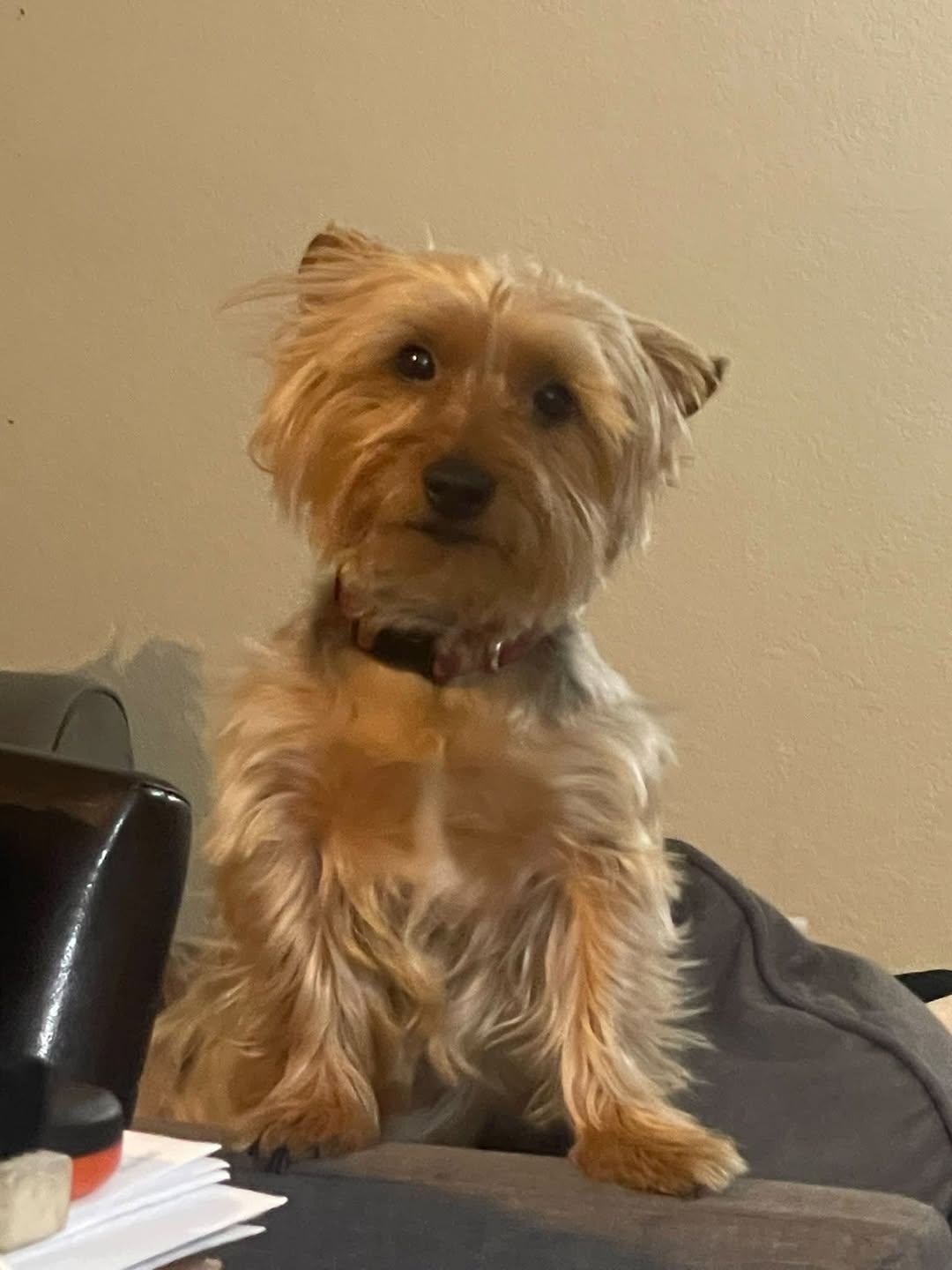 Lost Dog in Campbell And Bilby