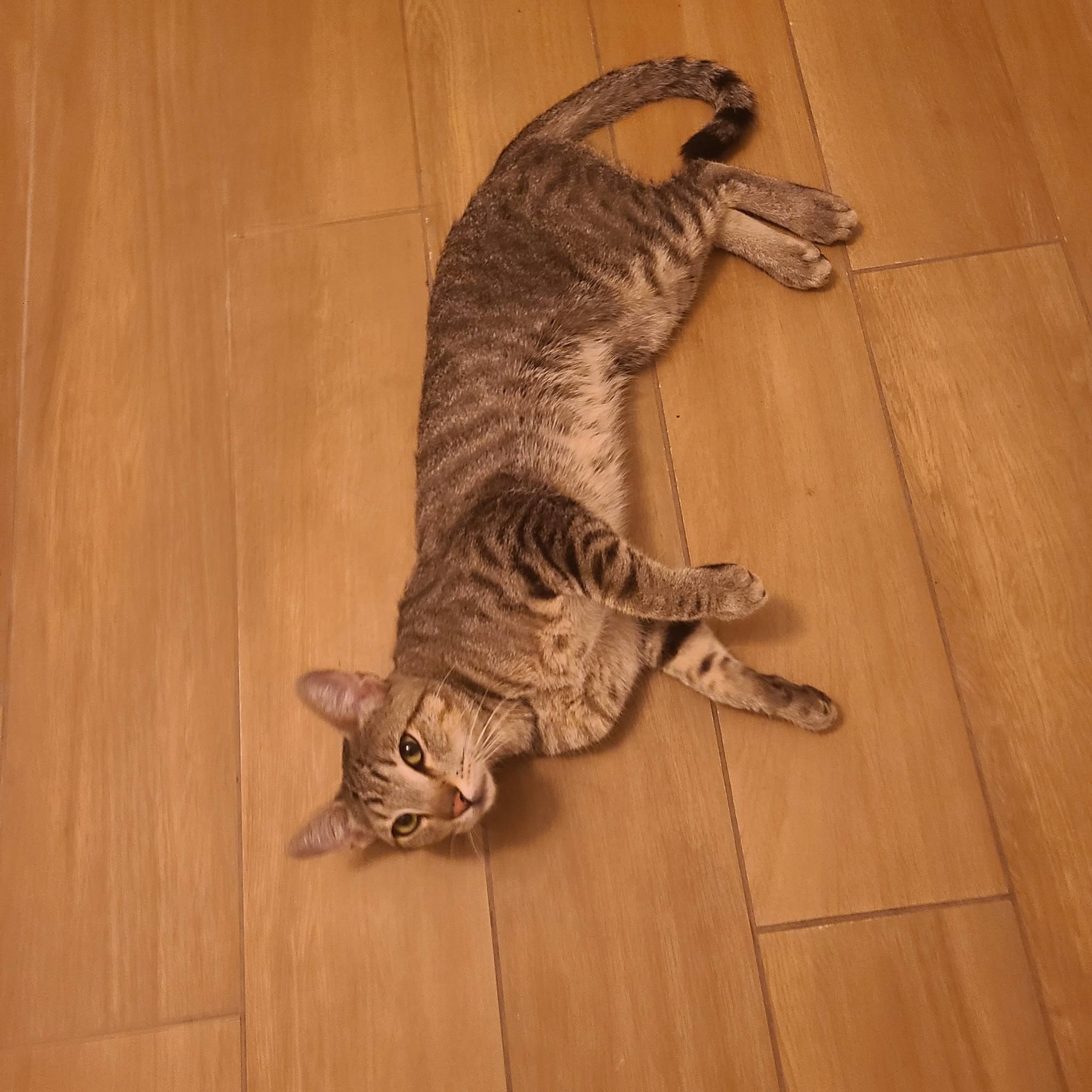 Found cat