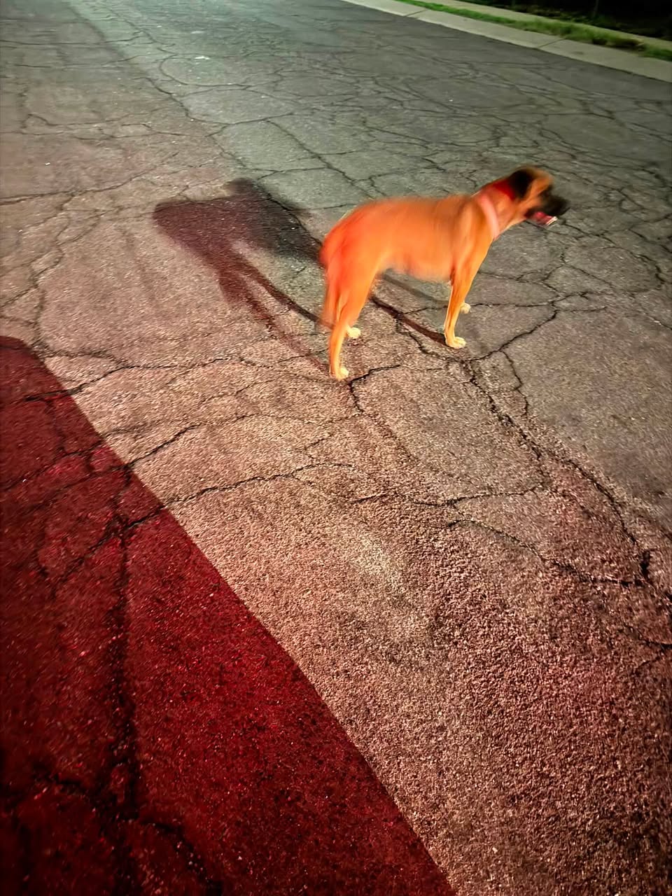 Found Dog in Tucson