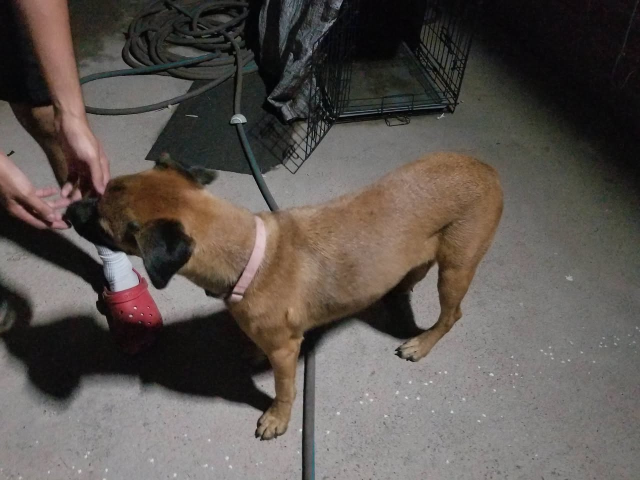 Found Dog in Tucson