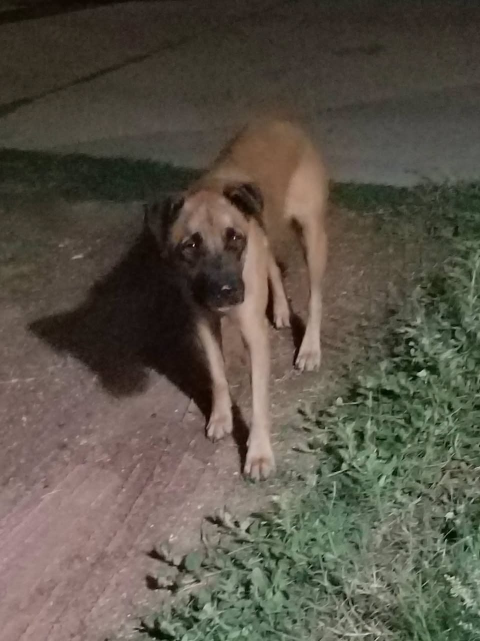 Found dog