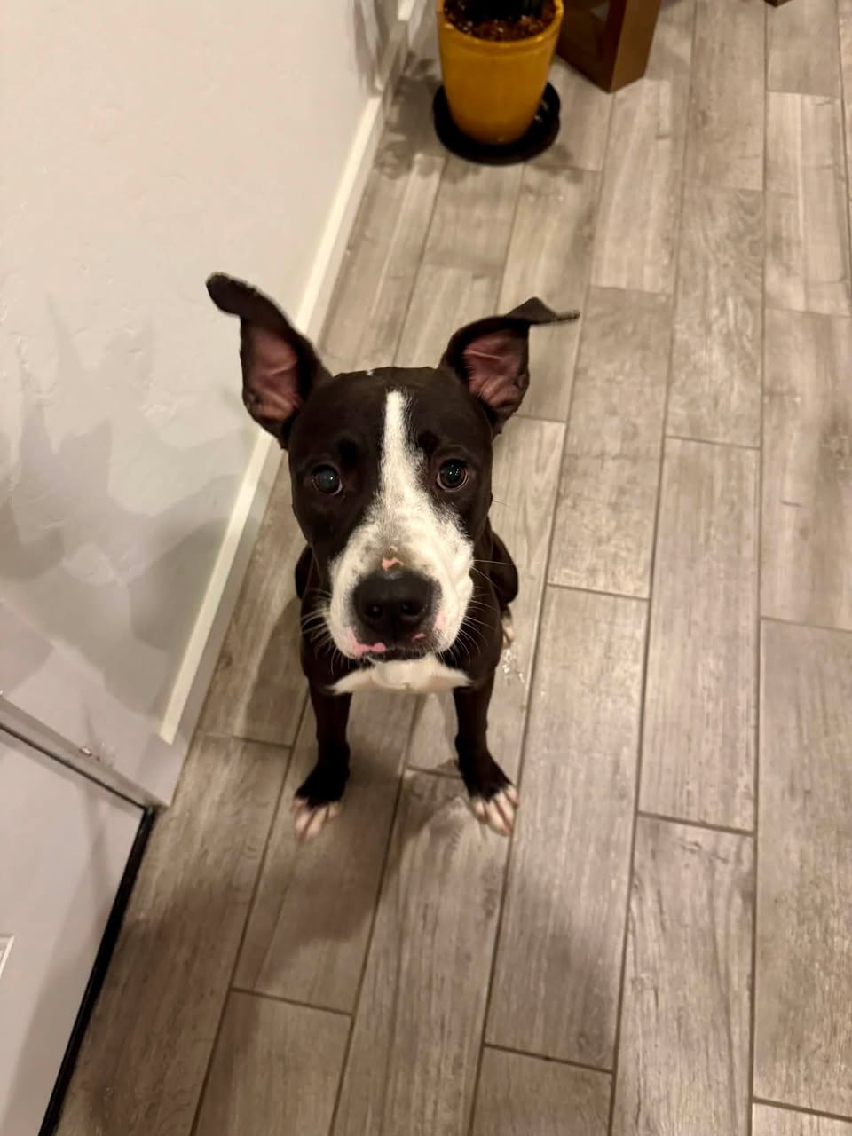 Found dog