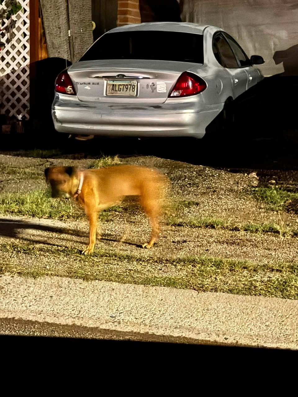 Found Dog in Tucson