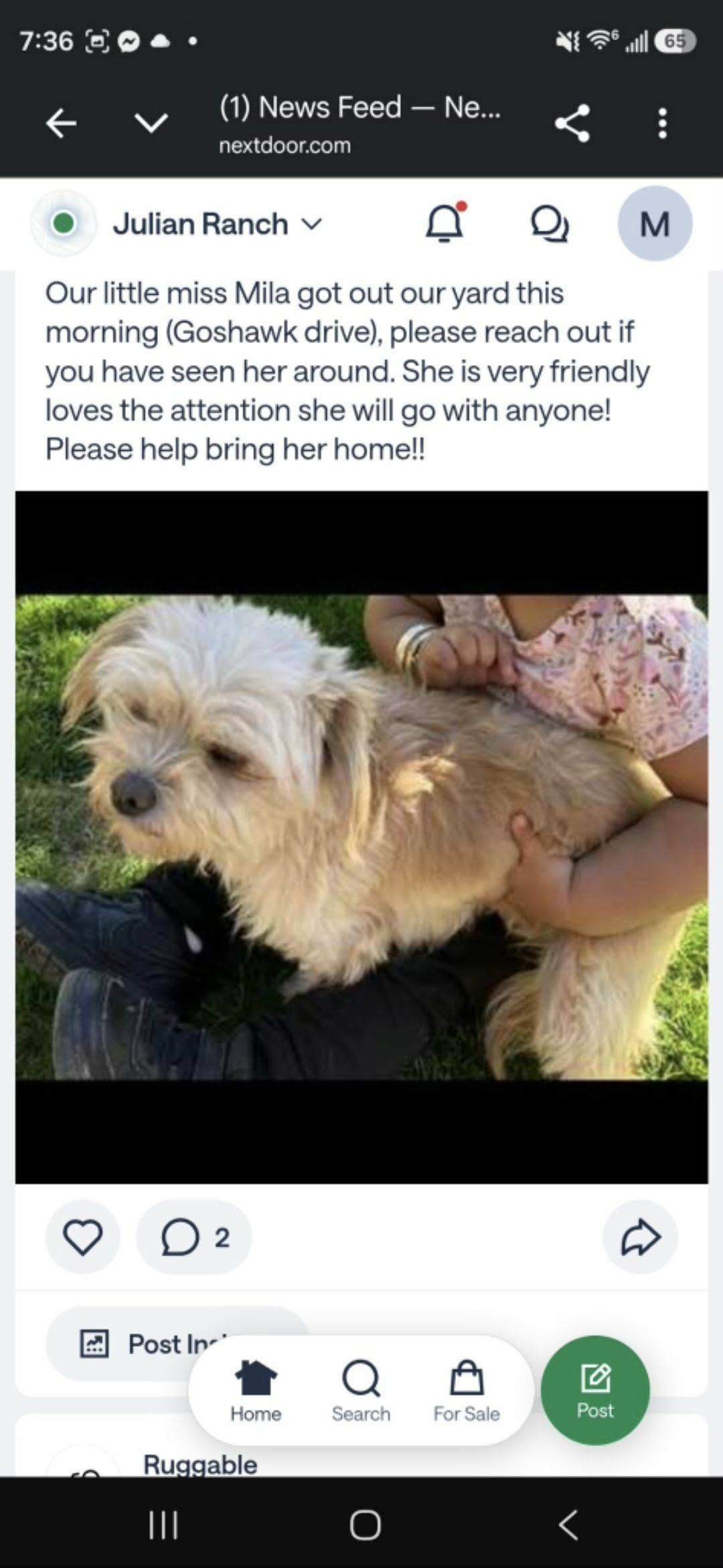 Lost Dog in Julian Ranch