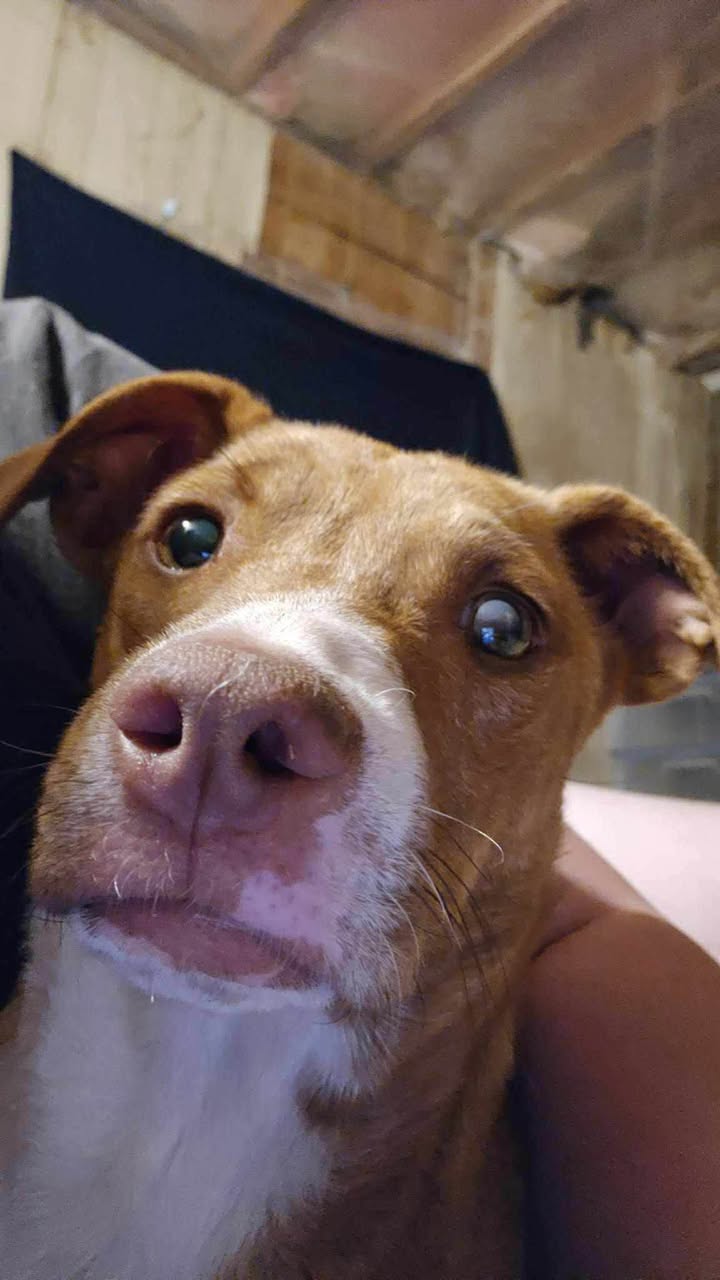 Lost Dog in Tucson