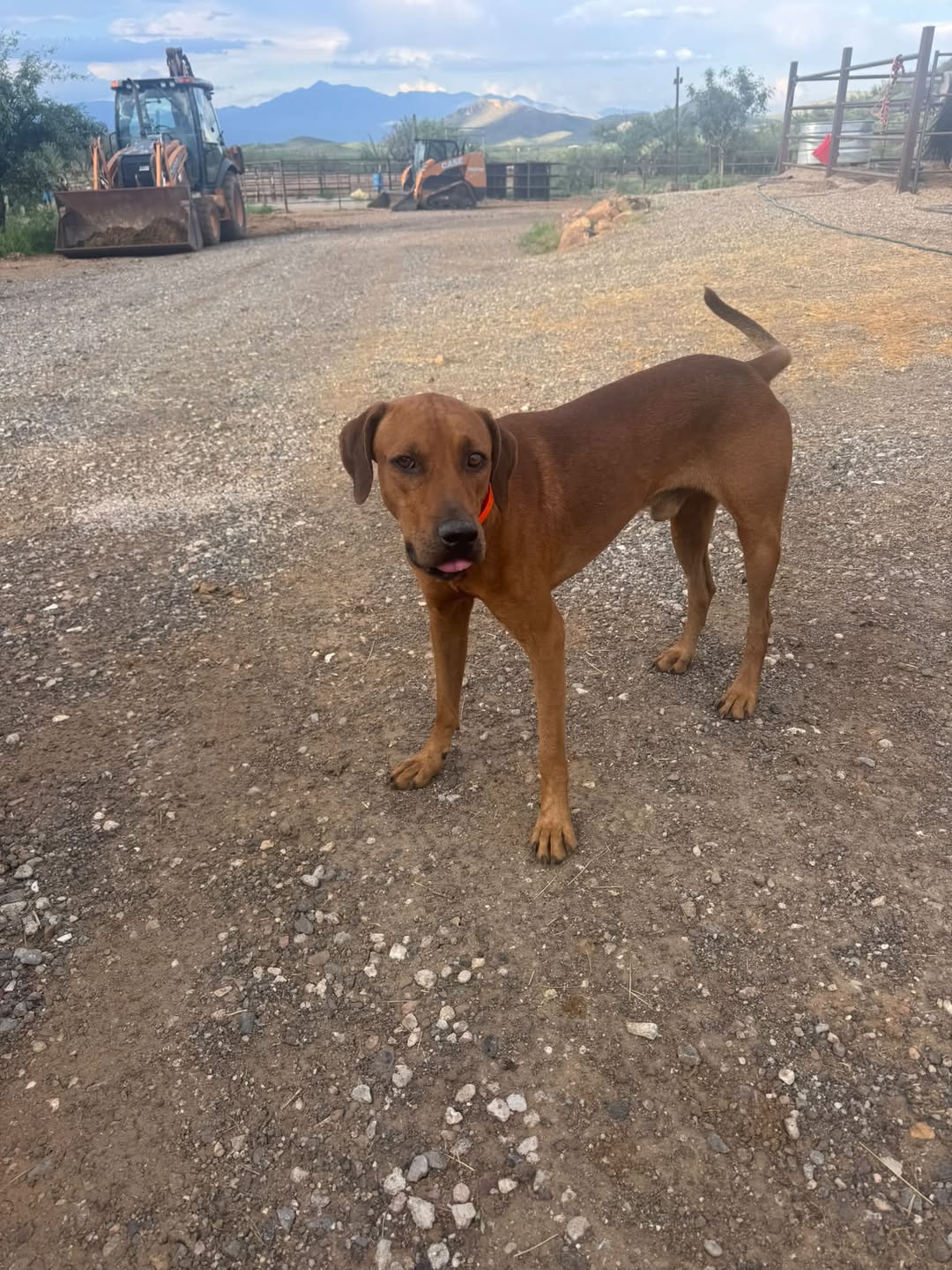 Found Dog in Tucson