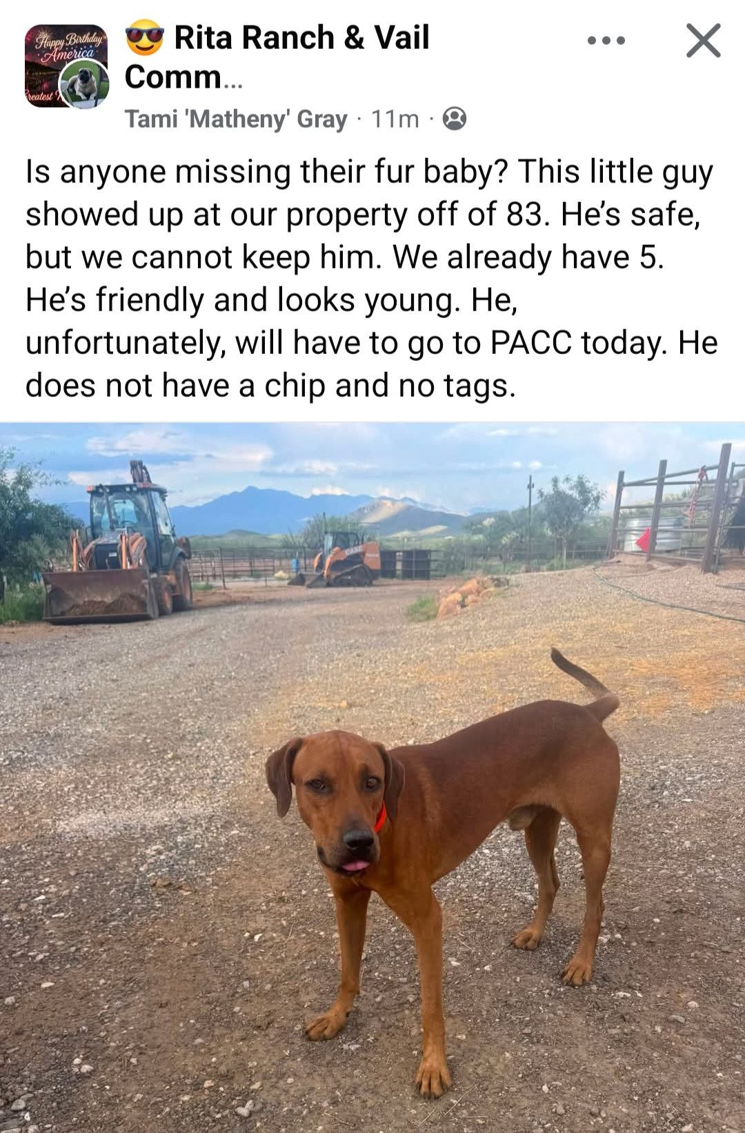 Found Dog in Vail