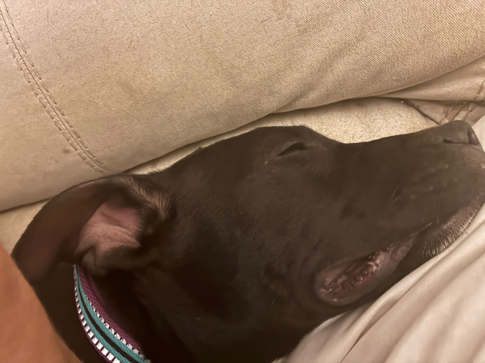 Found dog