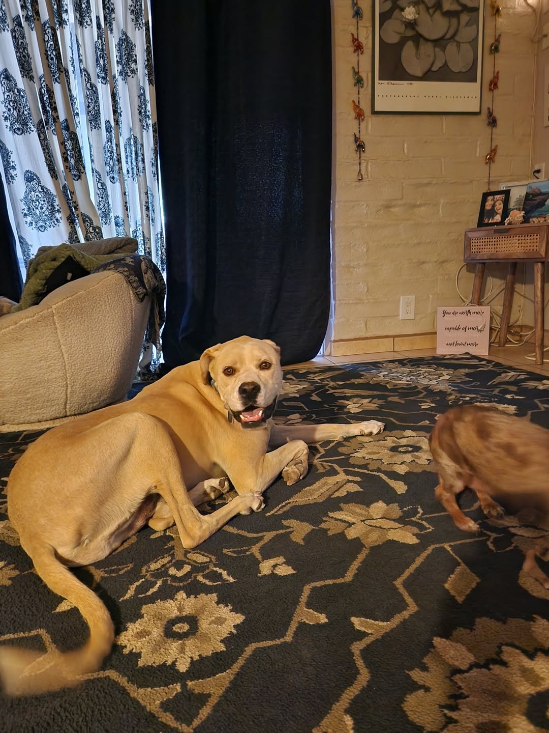 Lost Dog in Tucson