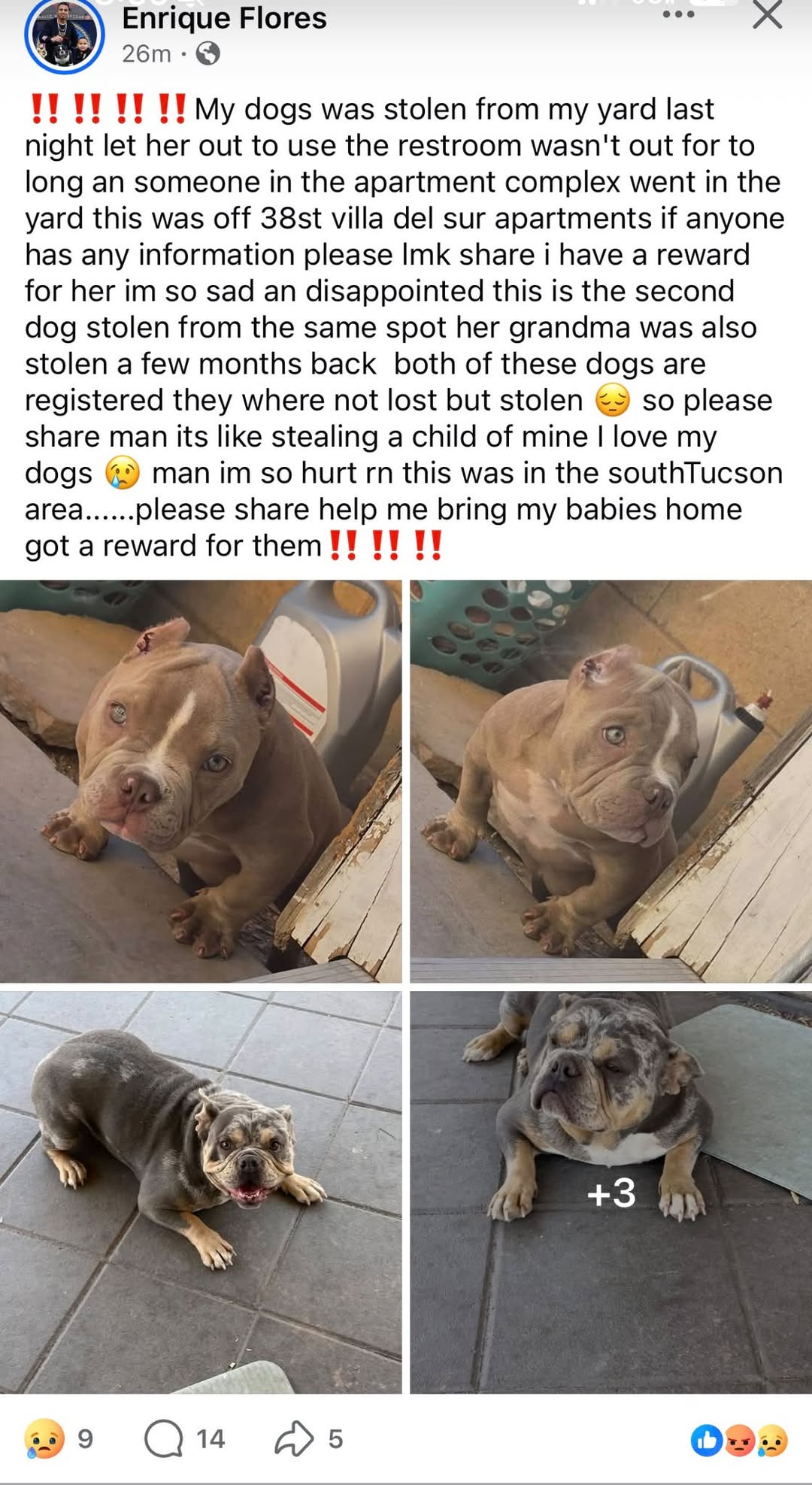 Lost Dog in South Tucson