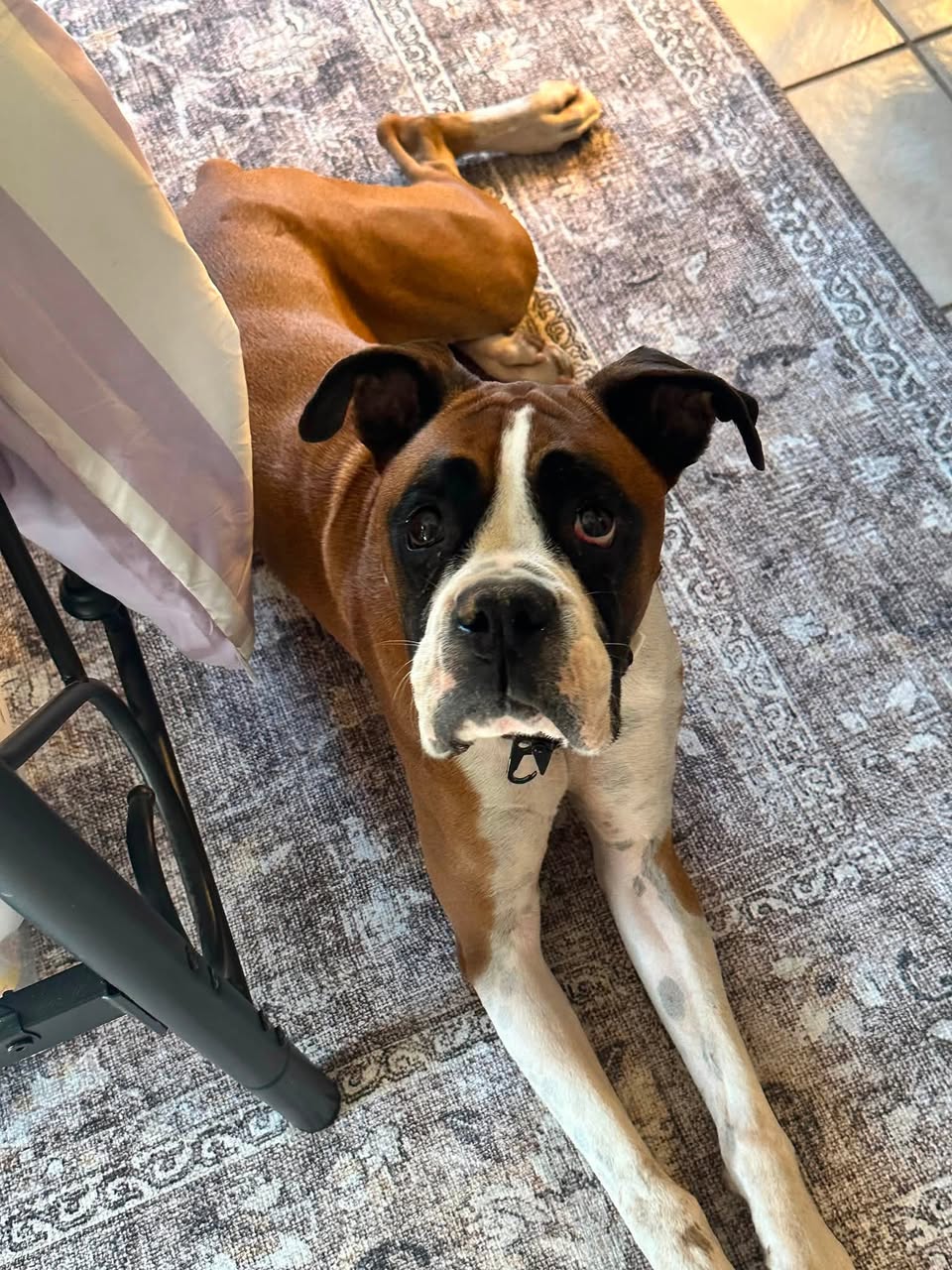 Found Dog in Reid Park