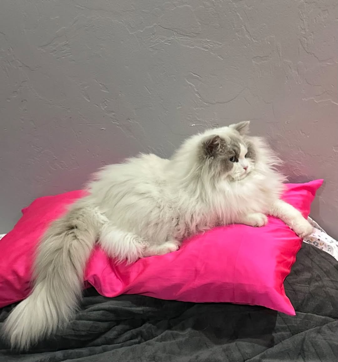 Lost Cat in Tucson