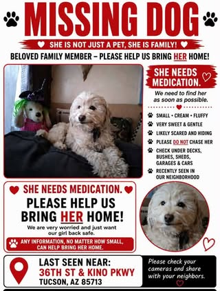 Lost Dog in Tucson