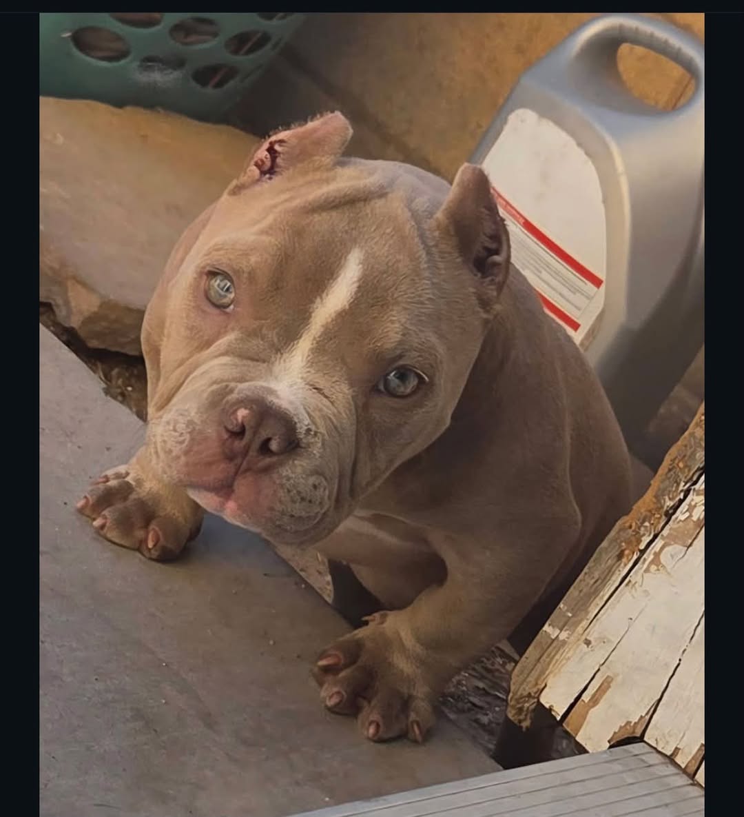 Lost Dog in Tucson