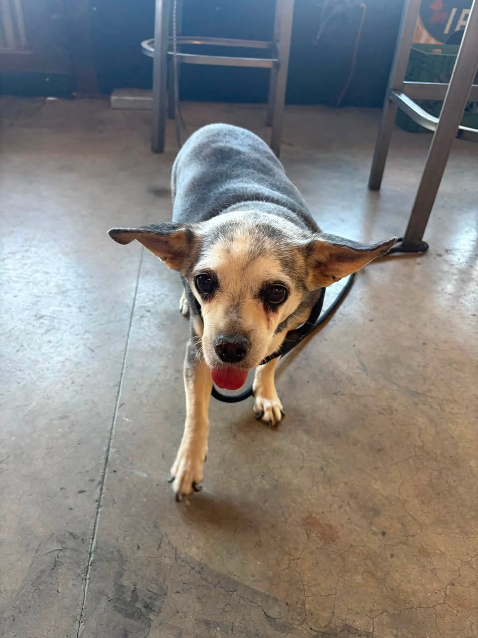 Found Dog in Barrio Brewing