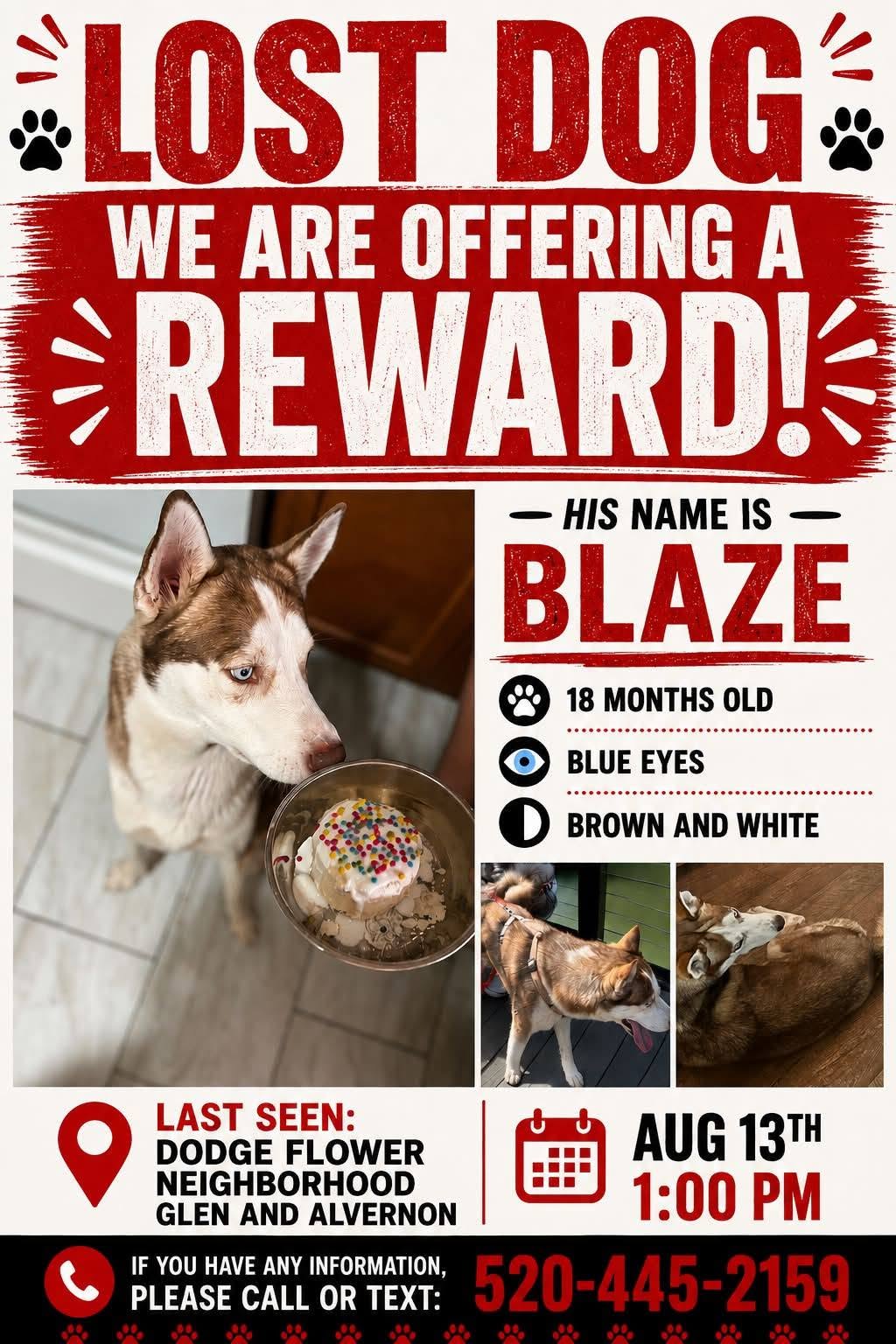 Lost Dog in Tucson