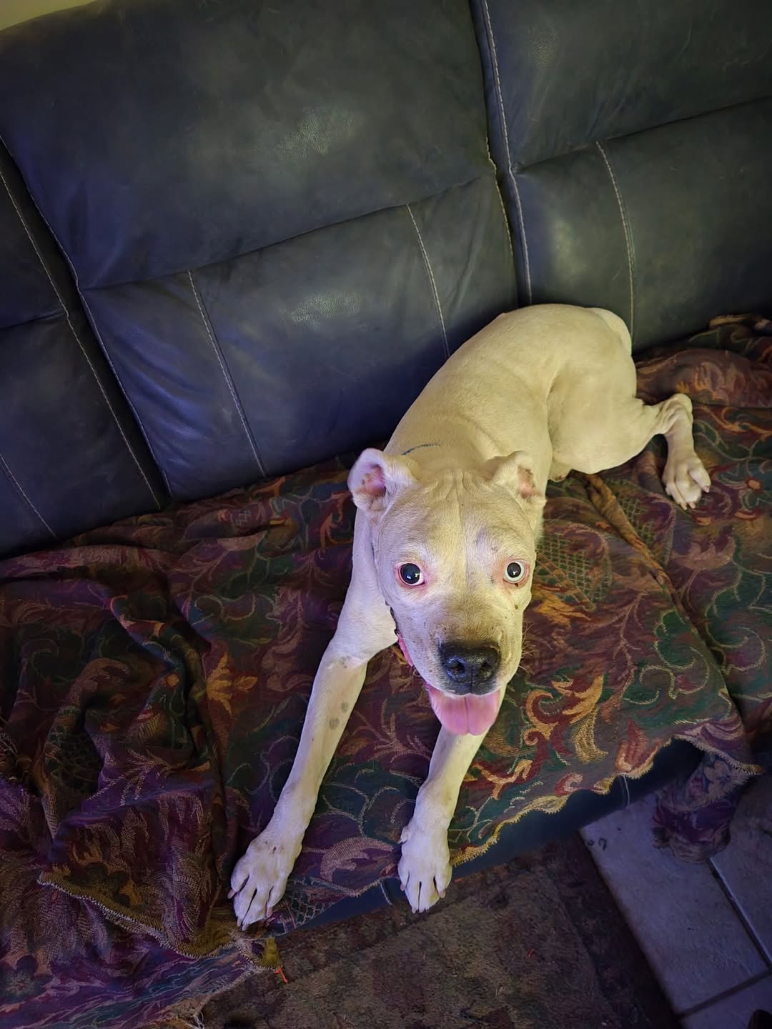 Lost Dog in Tucson
