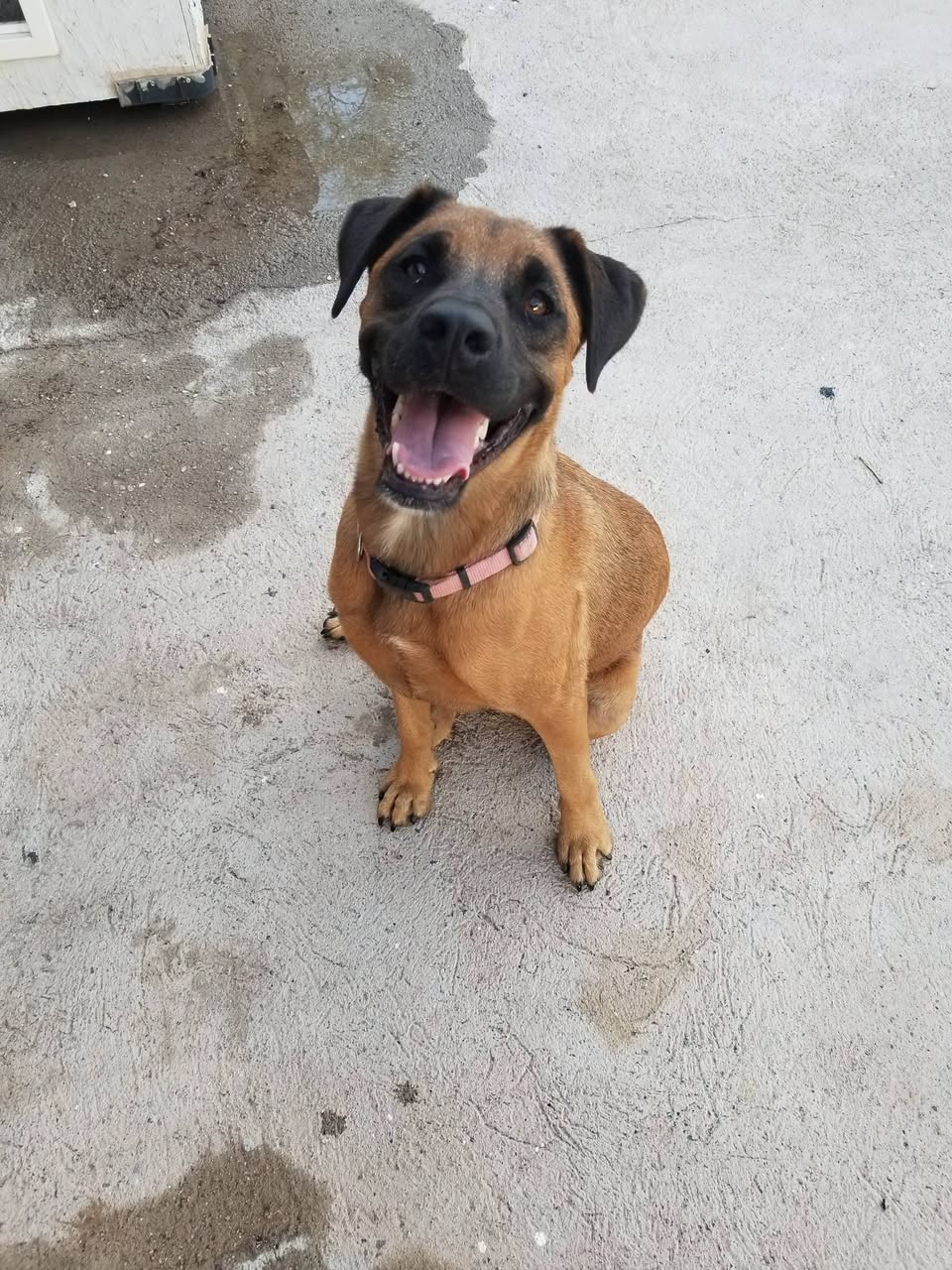 Found Dog in Tucson