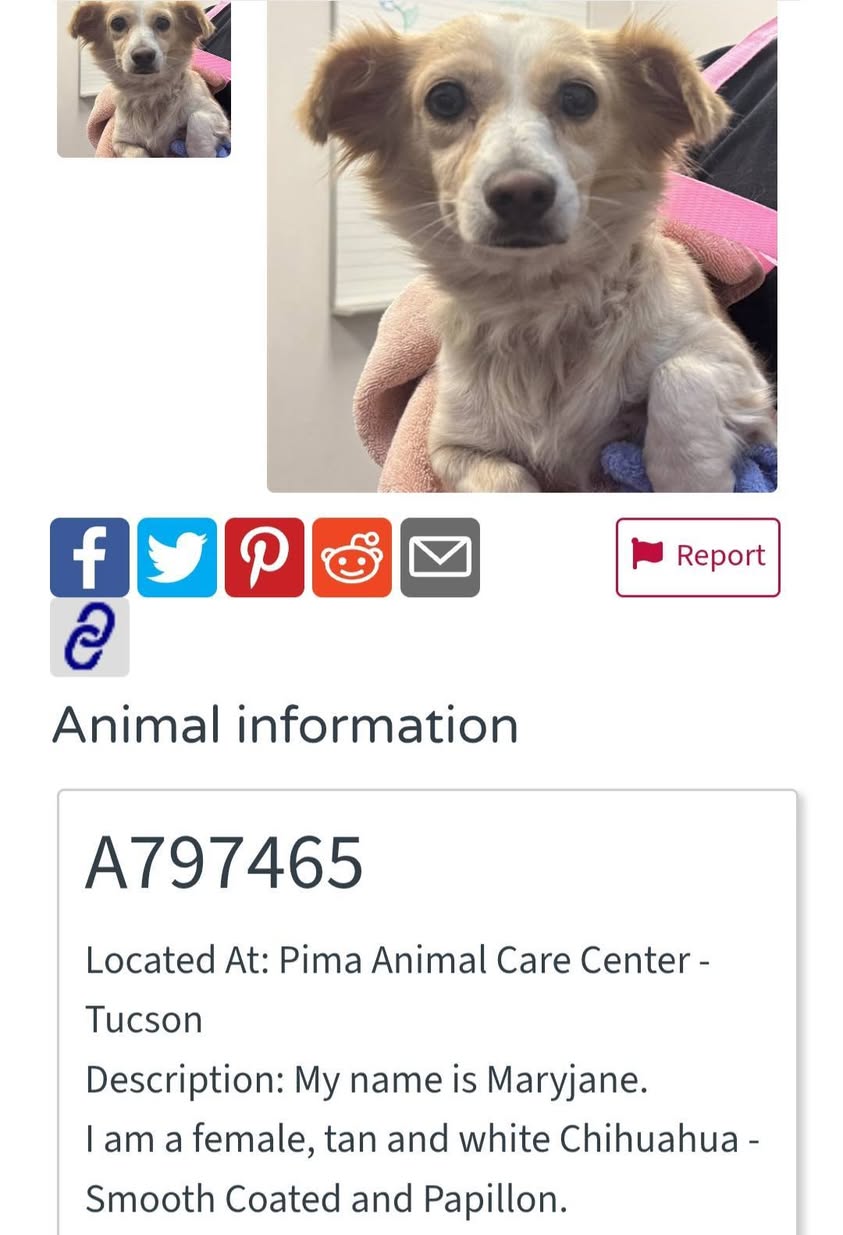 Found dog