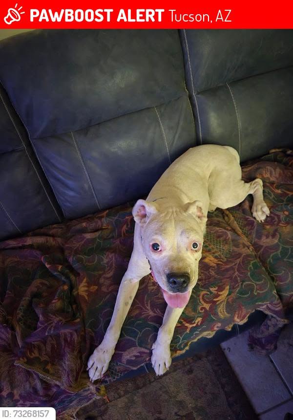Lost Dog in Tucson