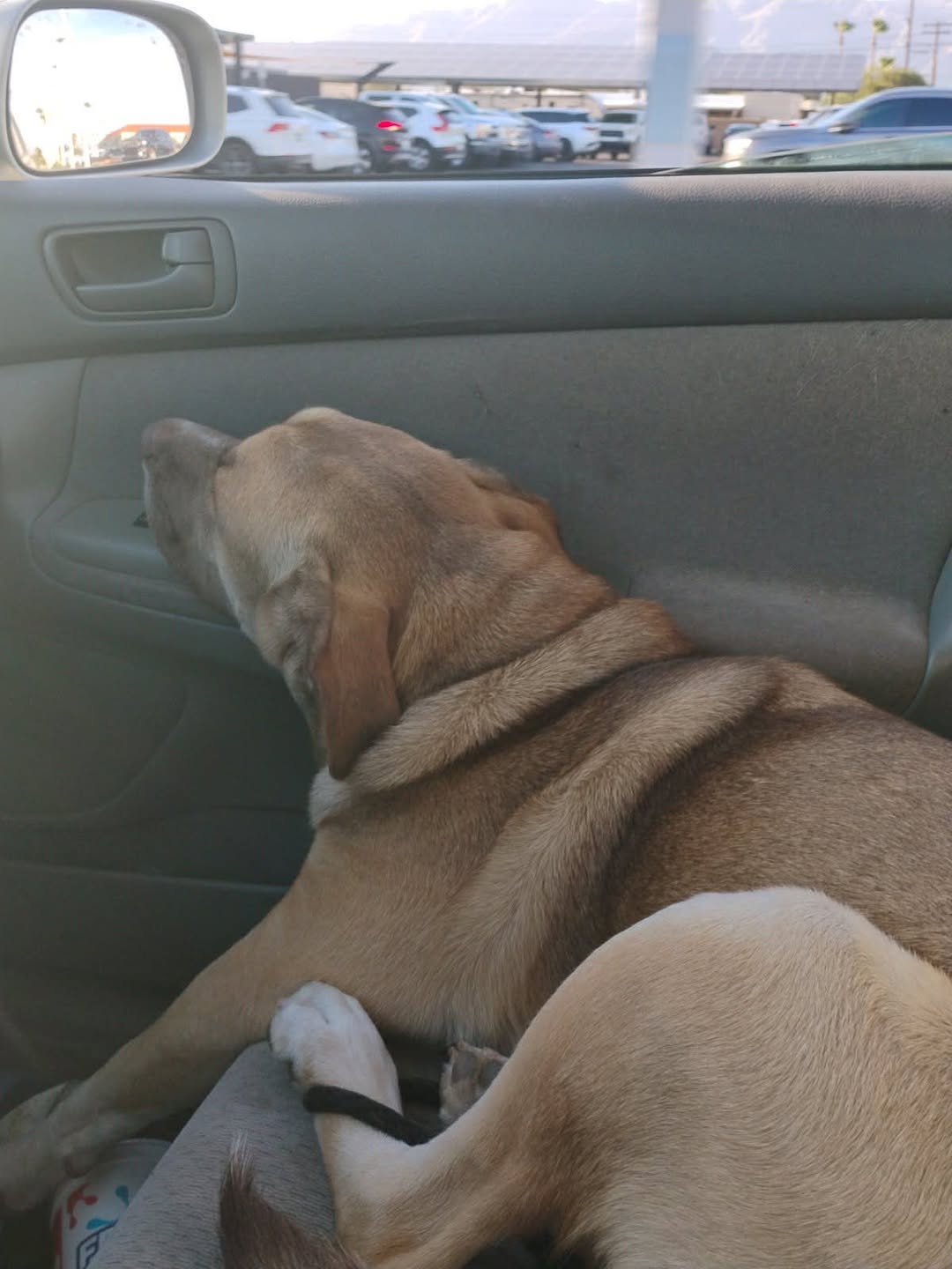 Lost Dog in Tucson