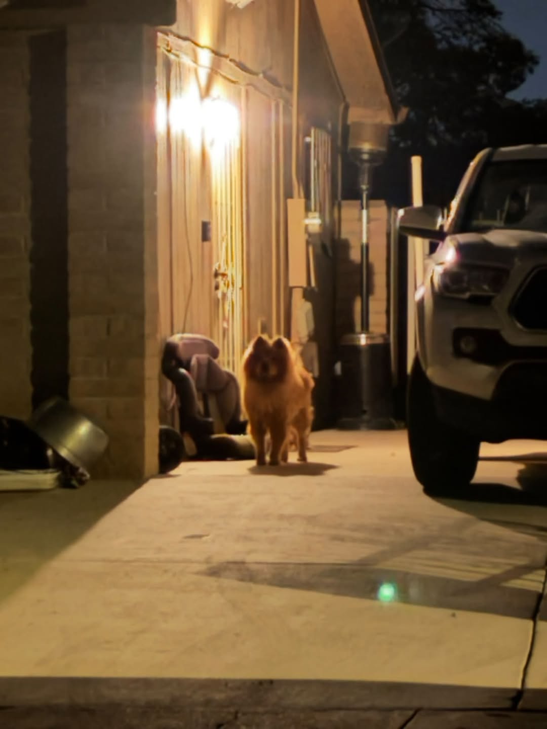 Found Dog in Tucson