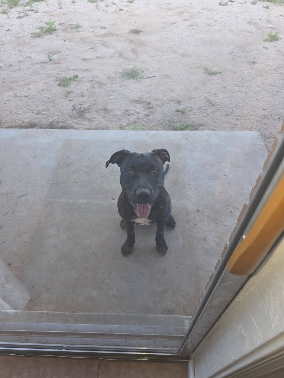 Found Dog in Avenida Ursa