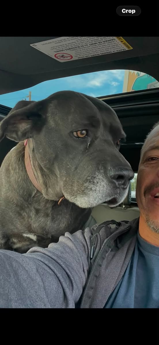 Lost dog