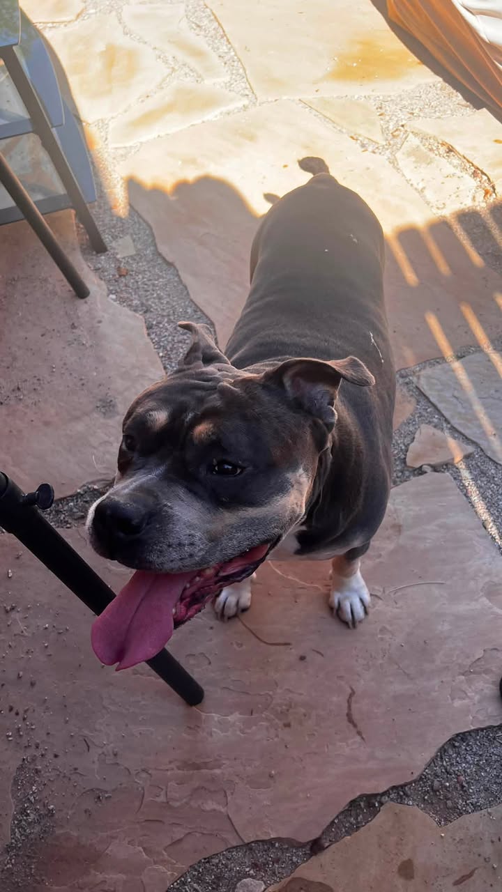 Found Dog in Tucson