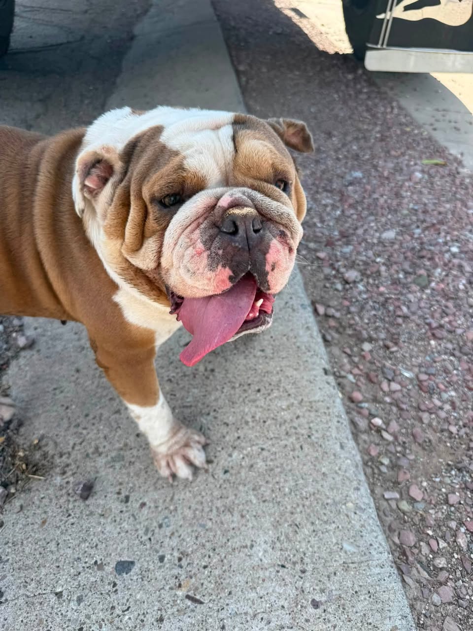 Found Dog in Antonia And San Fernando