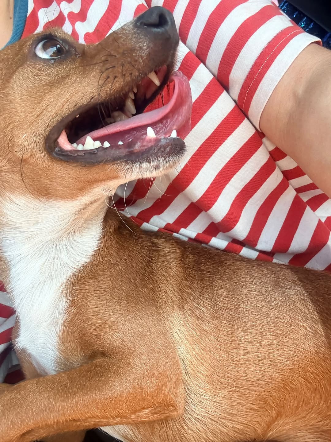 Found Dog in Tucson