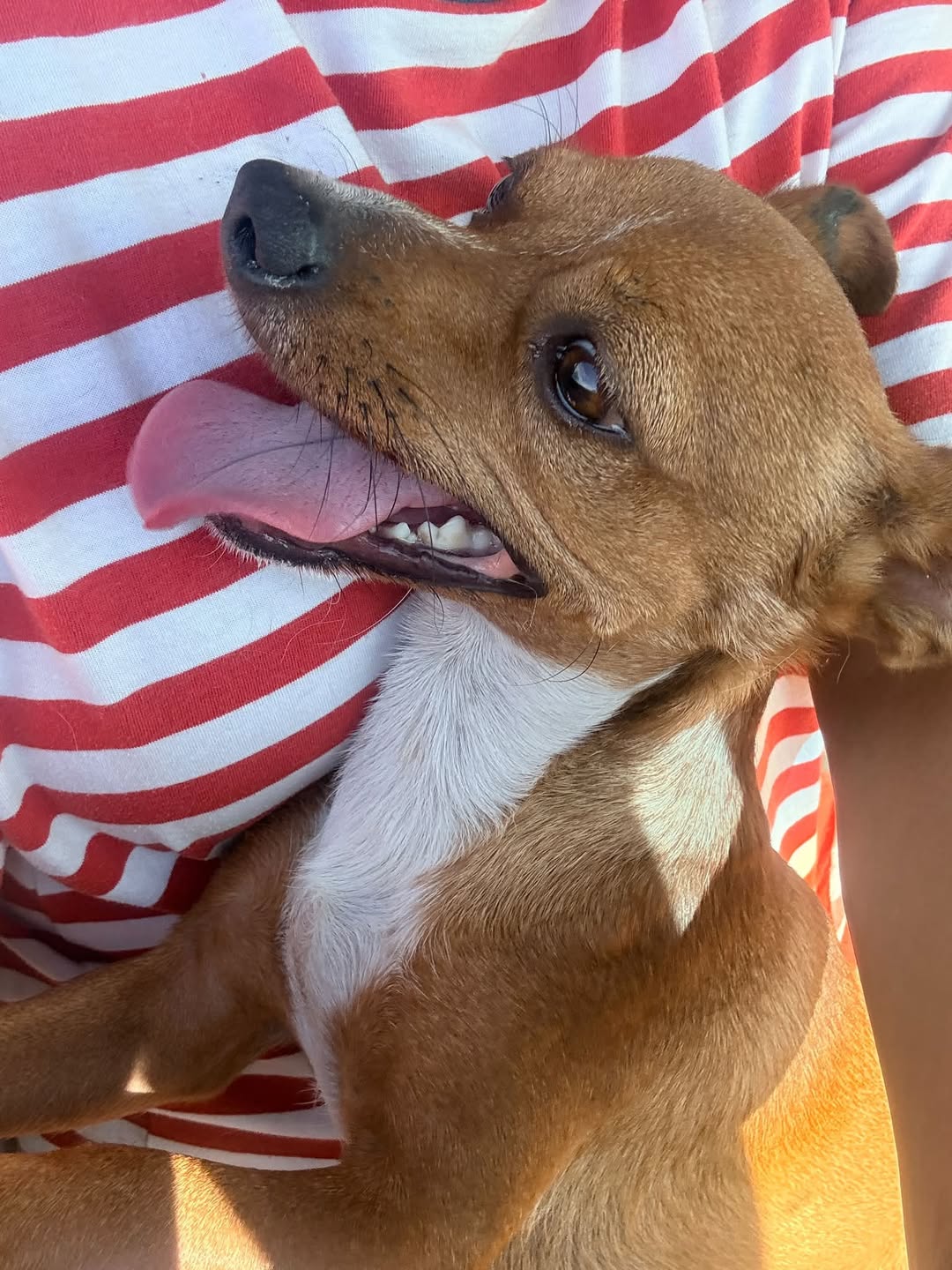 Found Dog in Tucson