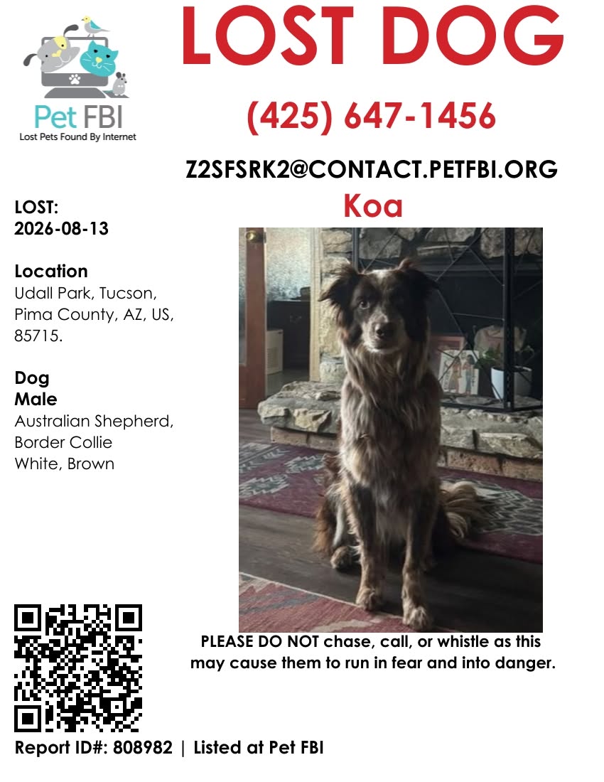 Lost Dog in Tucson