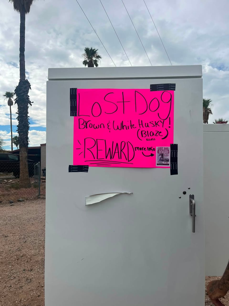 Lost Dog in Tucson