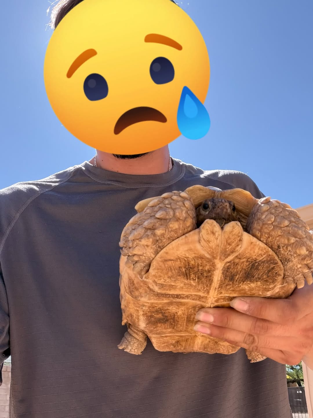 Lost Tortoise in Lakeside Park