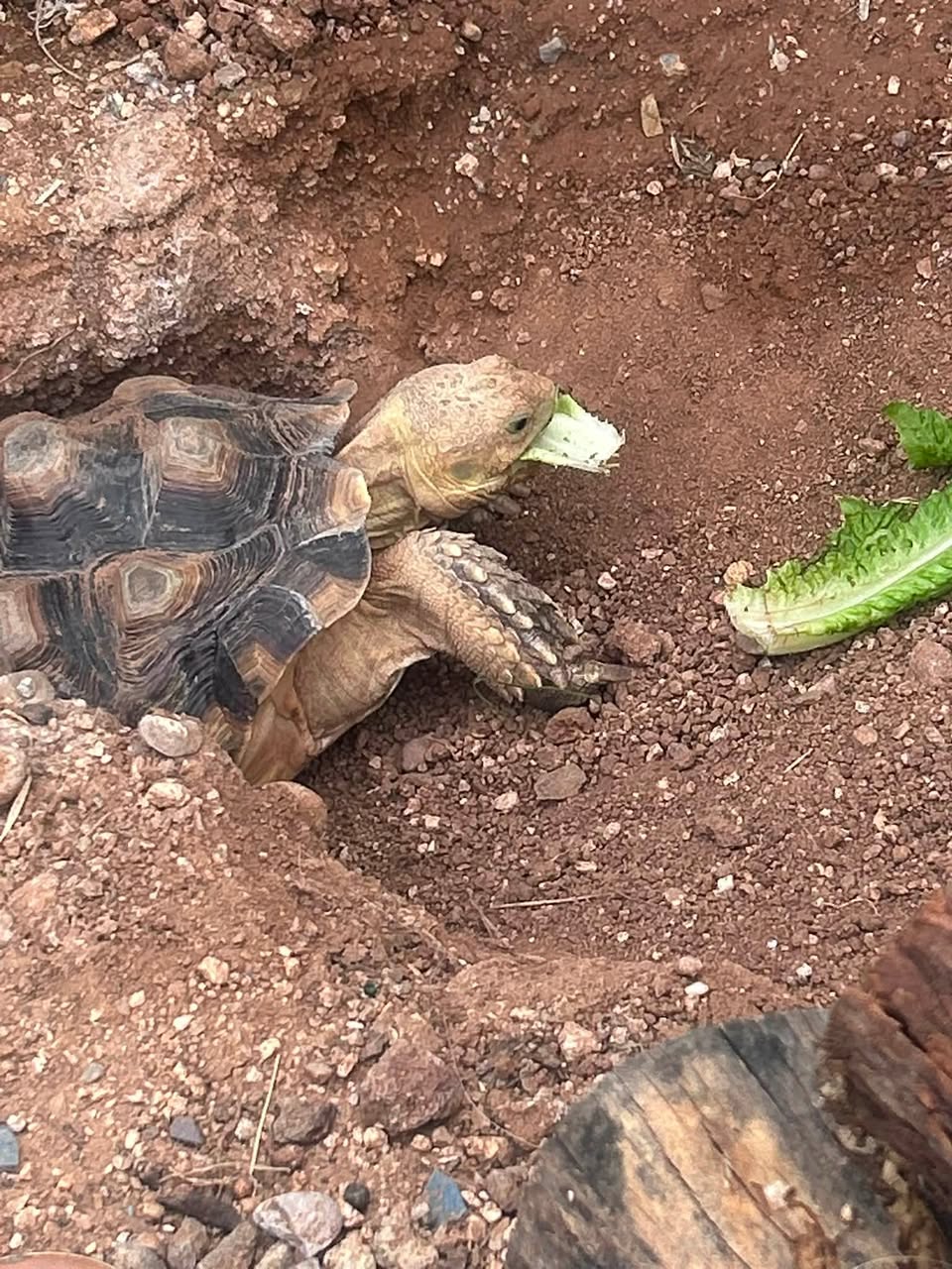 Lost tortoise