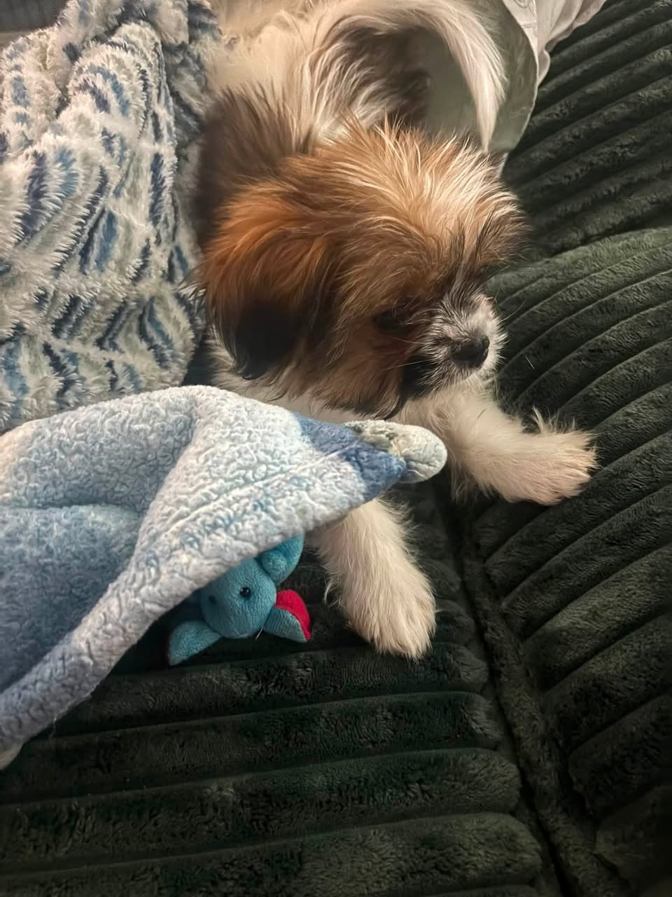 Lost Dog in Golf Links And Sahuara