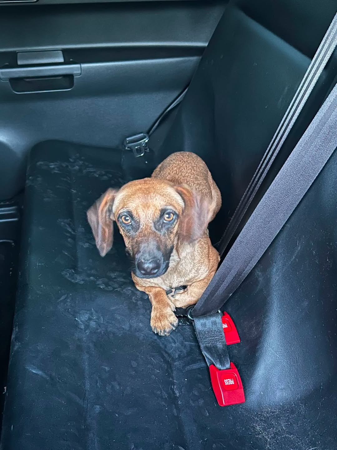 Found Dog in Tucson